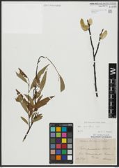Foto von Salix acutifolia Willd.